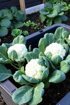 Saison im Hochbeet:; Im Sommer beginnt die Erntezeit